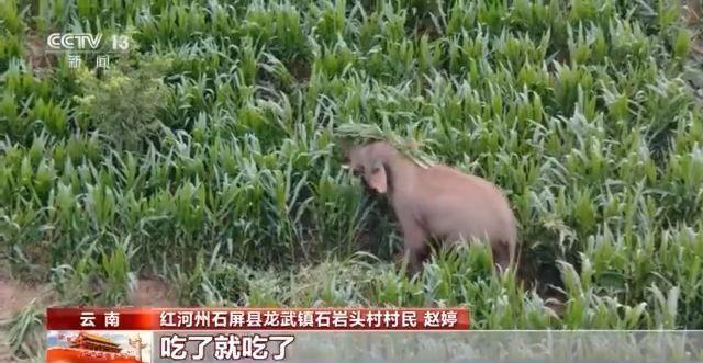 龙武2最新区，探索未知的奇幻世界